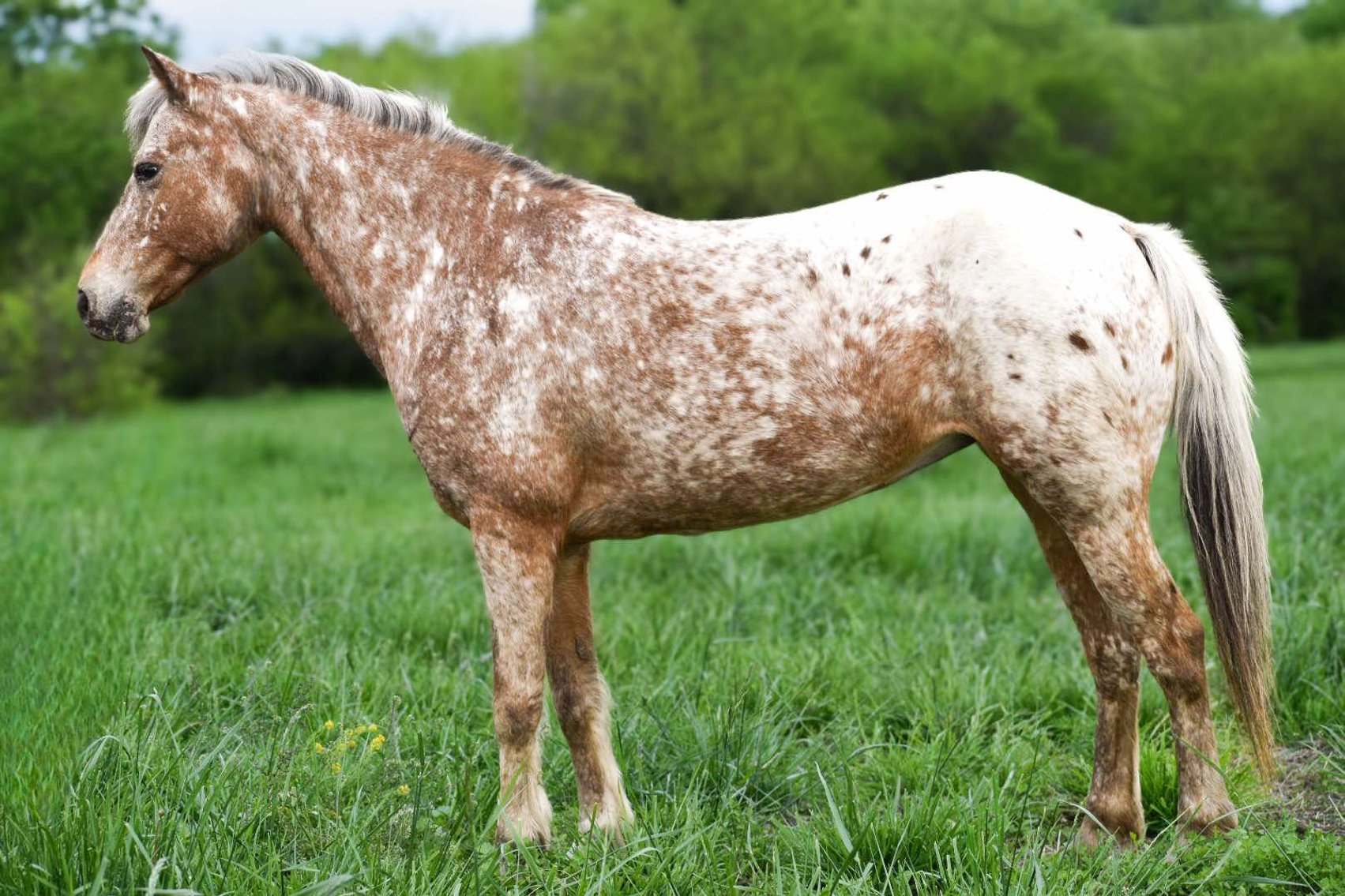 Image for Boonville Livestock Sales Spring Horse Sale - SATURDAY, MAY 24TH - Boonville, MO