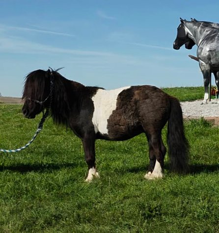 Image for Colfax Iowa Horse Sale - SUNDAY, MAY 18TH