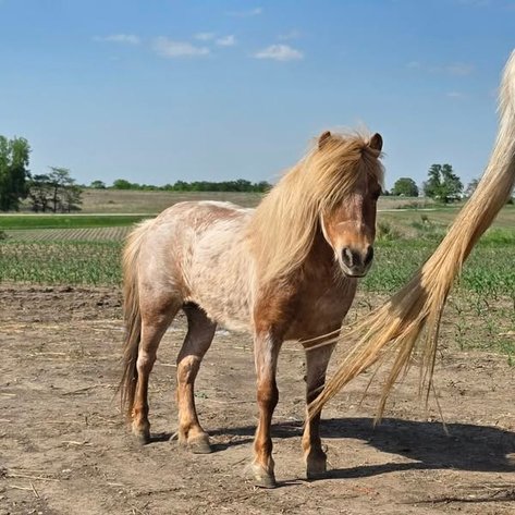 Image for Colfax Iowa Horse Sale - SUNDAY, MAY 18TH