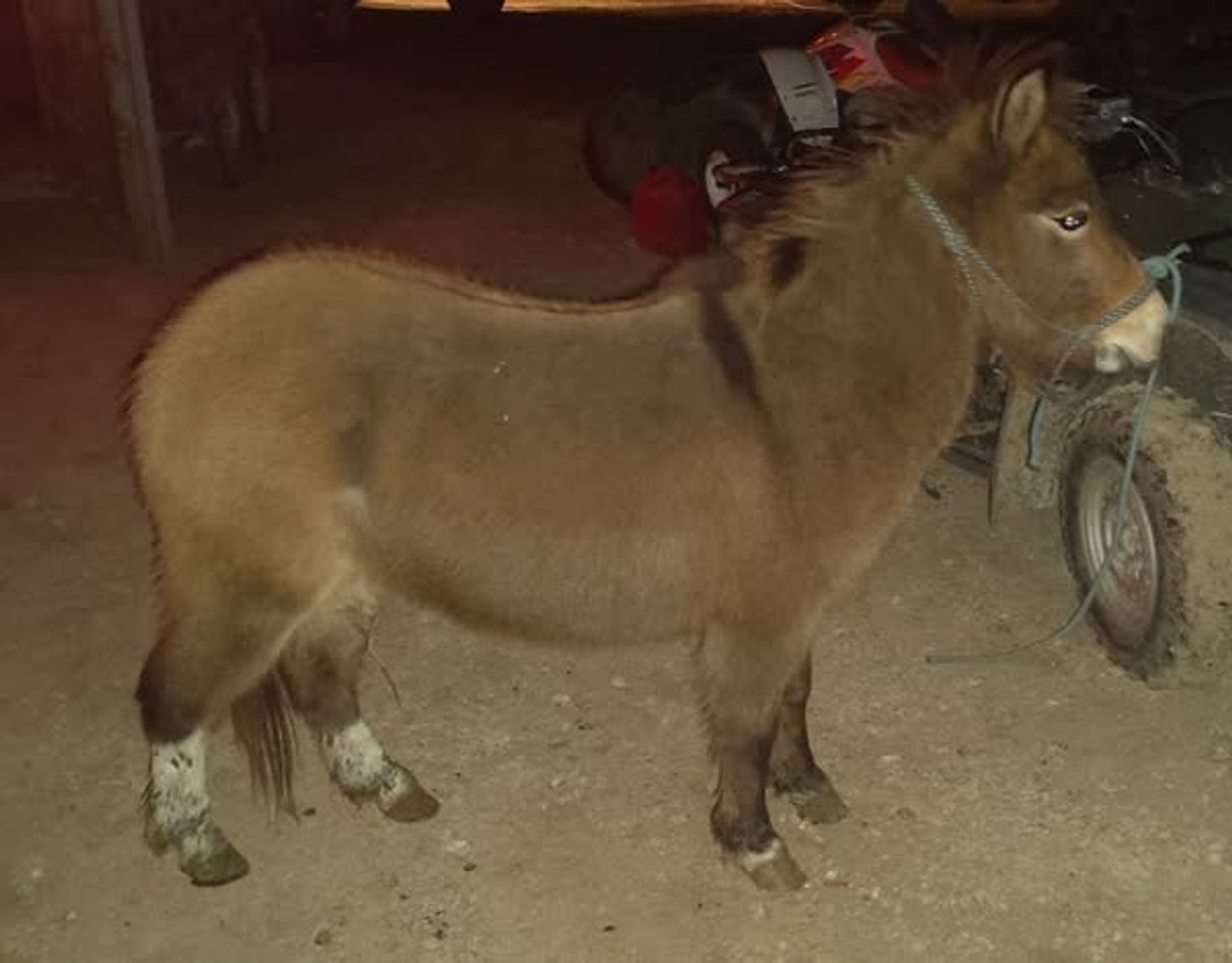 Image for Colfax Iowa Horse Sale - SUNDAY, MAY 18TH