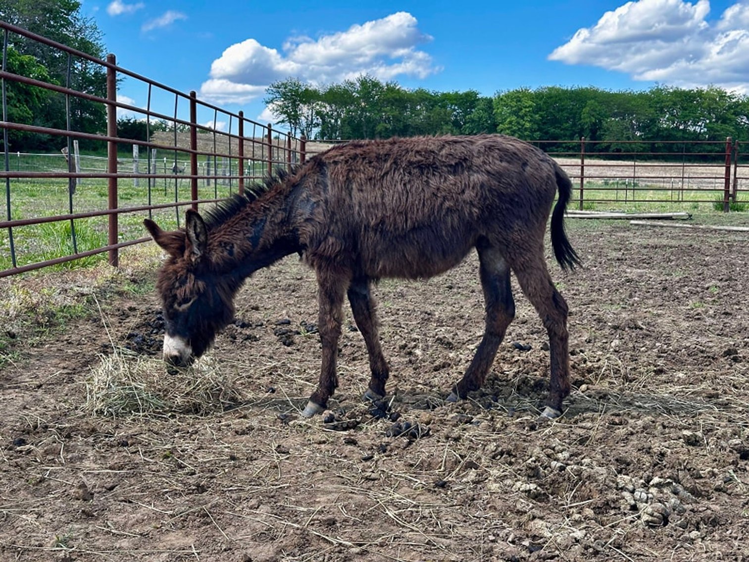 Image for Maryville Horse Sale - DRAFT, MULE, CROSSBRED, DONKEY Special Session! SATURDAY, MAY 24TH - Maryville, Missouri