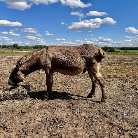Image for Maryville Horse Sale - DRAFT, MULE, CROSSBRED, DONKEY Special Session! SATURDAY, MAY 24TH - Maryville, Missouri