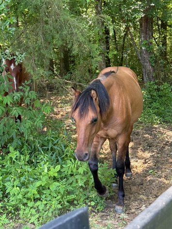 Image for Iron Saddle Ranch Equine Sale - SATURDAY, JUNE 7TH - Salem, IL