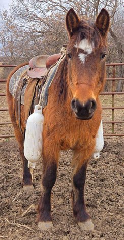 Image for Springfield Livestock Horse Sale FRIDAY MAY 30TH - Springfield, MO