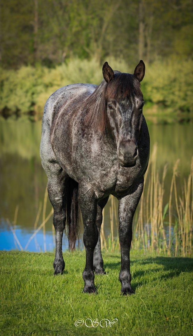 Image for Iron Saddle Ranch Equine Sale - SATURDAY, JUNE 7TH - Salem, IL