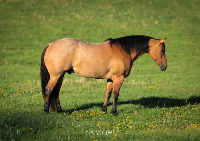 Image for Iron Saddle Ranch Equine Sale - SATURDAY, JUNE 7TH - Salem, IL