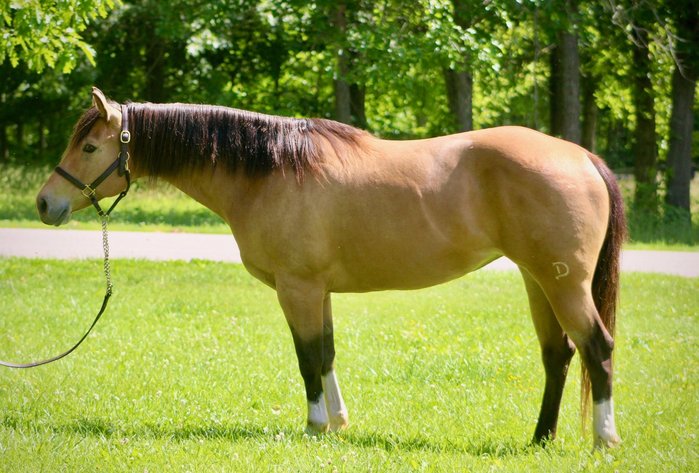 Image for Corsica Horse Sales Catalog Sale   SATURDAY, JUNE 7TH - Corsica, South Dakota