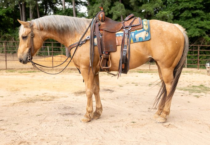 Image for Corsica Horse Sales Catalog Sale   SATURDAY, JUNE 7TH - Corsica, South Dakota