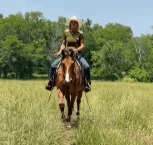 Image for Corsica Horse Sales Catalog Sale   SATURDAY, JUNE 7TH - Corsica, South Dakota