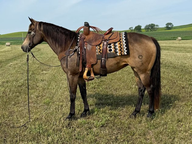 Image for Corsica Horse Sales Catalog Sale   SATURDAY, JUNE 7TH - Corsica, South Dakota