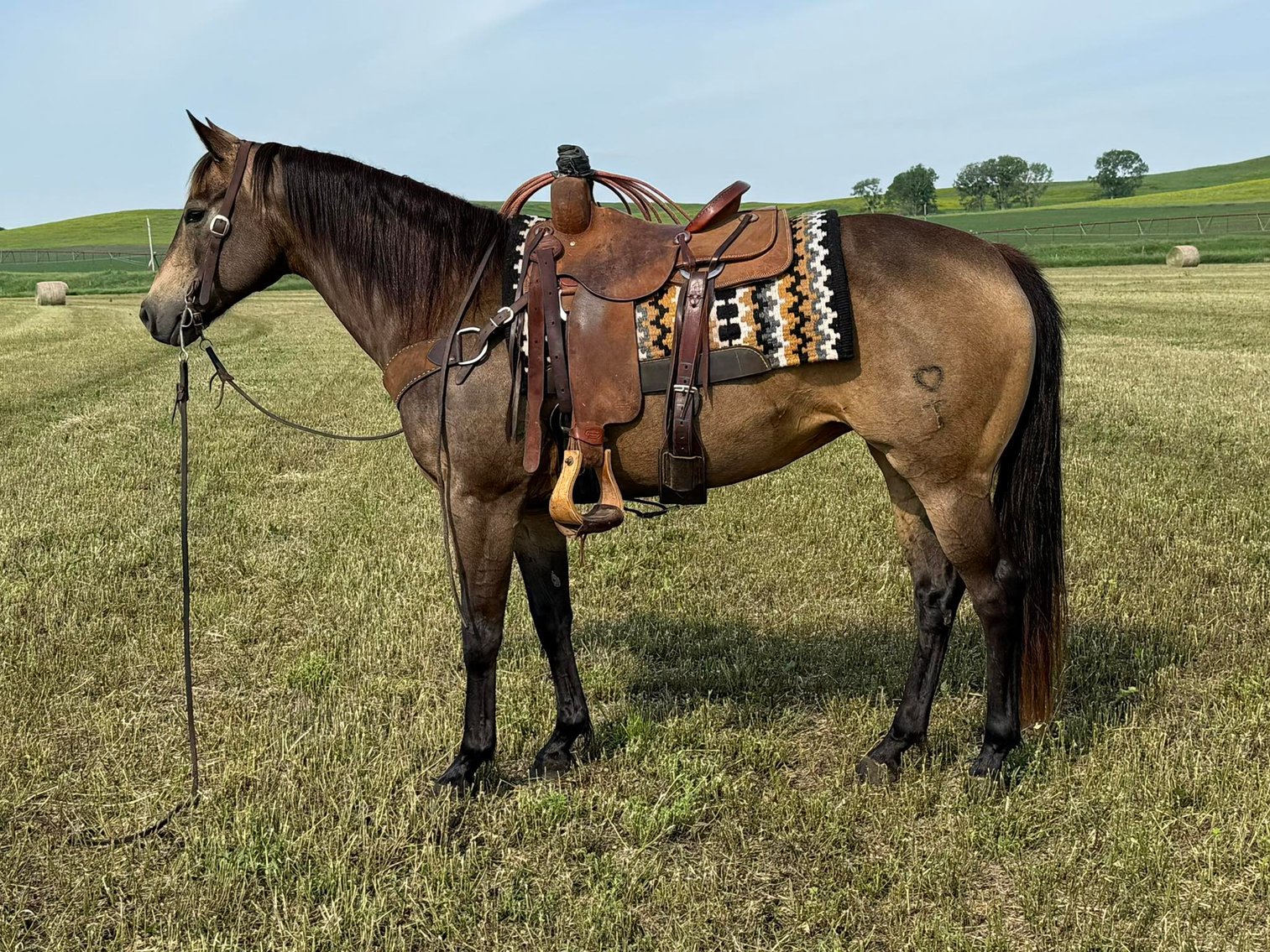 Image for Corsica Horse Sales Catalog Sale   SATURDAY, JUNE 7TH - Corsica, South Dakota