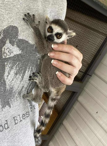 Image for Springfield Livestock Small Animal & Alternative Sale - SATURDAY, JUNE 7TH - Springfield, MO