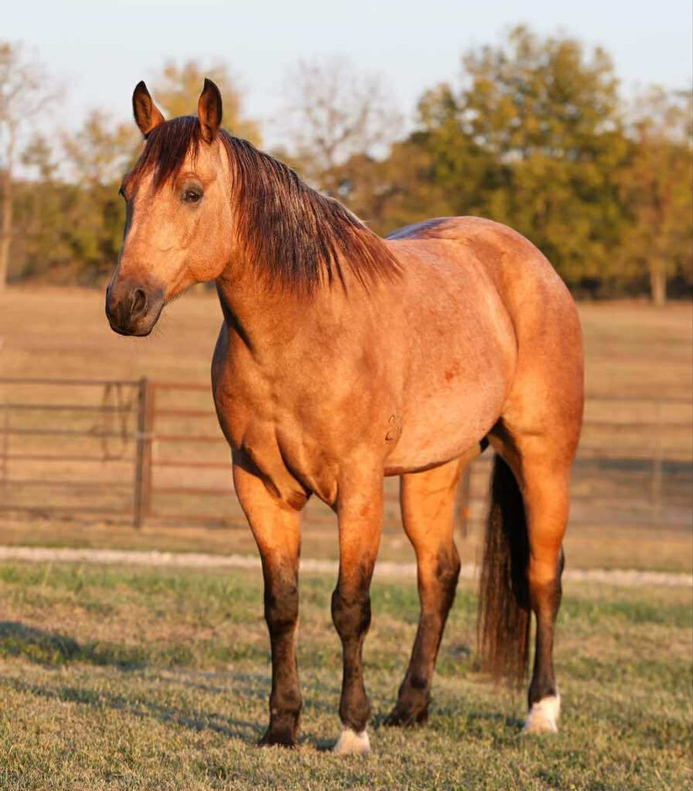 Image for Interstate Regional Stockyards Horse Sale - Cuba, Missouri WEDNESDAY JUNE 18TH