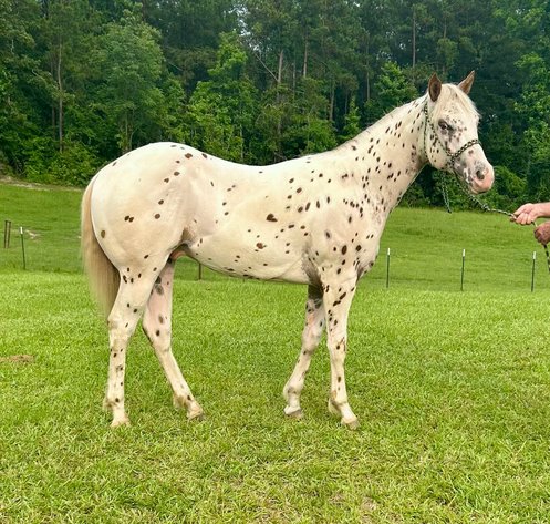 Image for Mize Horse Sale  - SATURDAY, JUNE 21ST - Mize, Mississippi