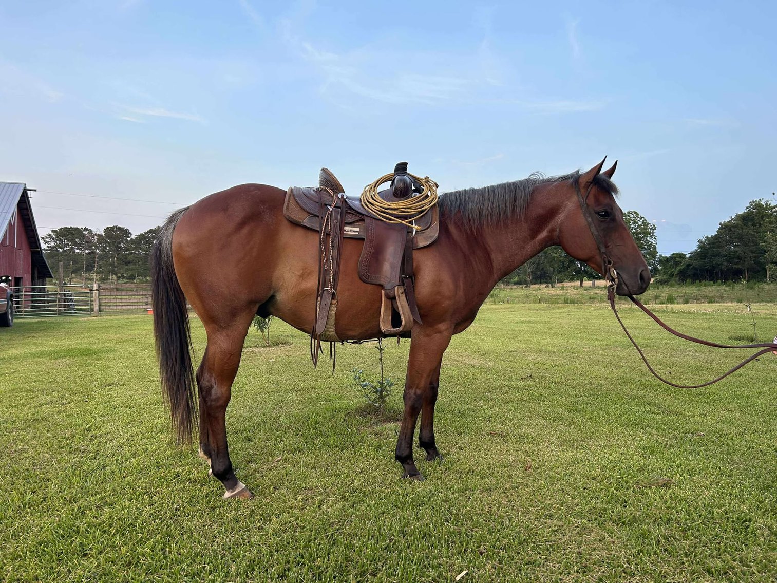 Image for Mize Horse Sale  - SATURDAY, JUNE 21ST - Mize, Mississippi