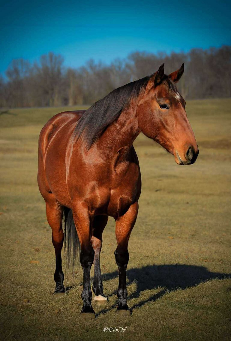 Image for Interstate Regional Stockyards Horse Sale - Cuba, Missouri WEDNESDAY JUNE 18TH