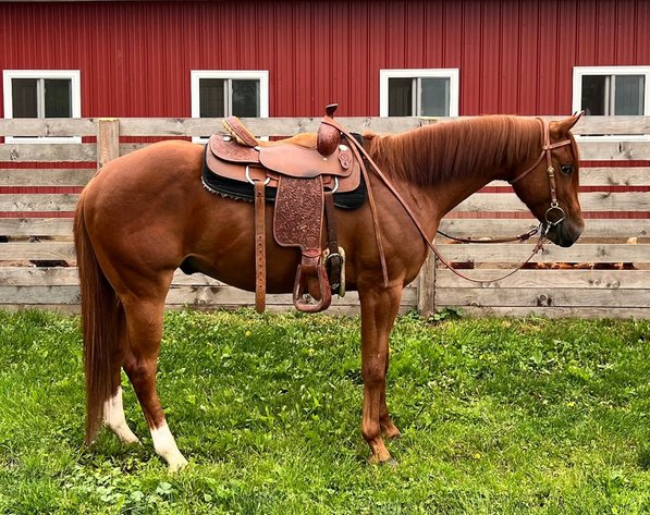 Image for Northeast Premier Horse Sales - SATURDAY, JUNE 28TH - Fonda, NY