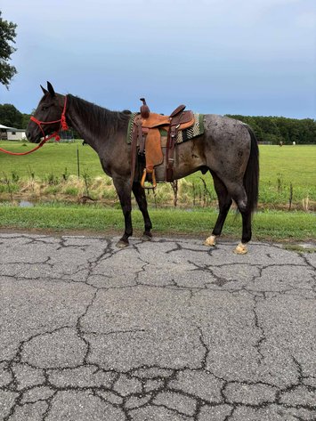 Image for Mize Horse Sale  - SATURDAY, JUNE 21ST - Mize, Mississippi