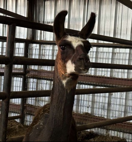 Image for Jones Livestock Auction MONTHLY HORSE & TACK SALE!   SATURDAY, JUNE 14TH!