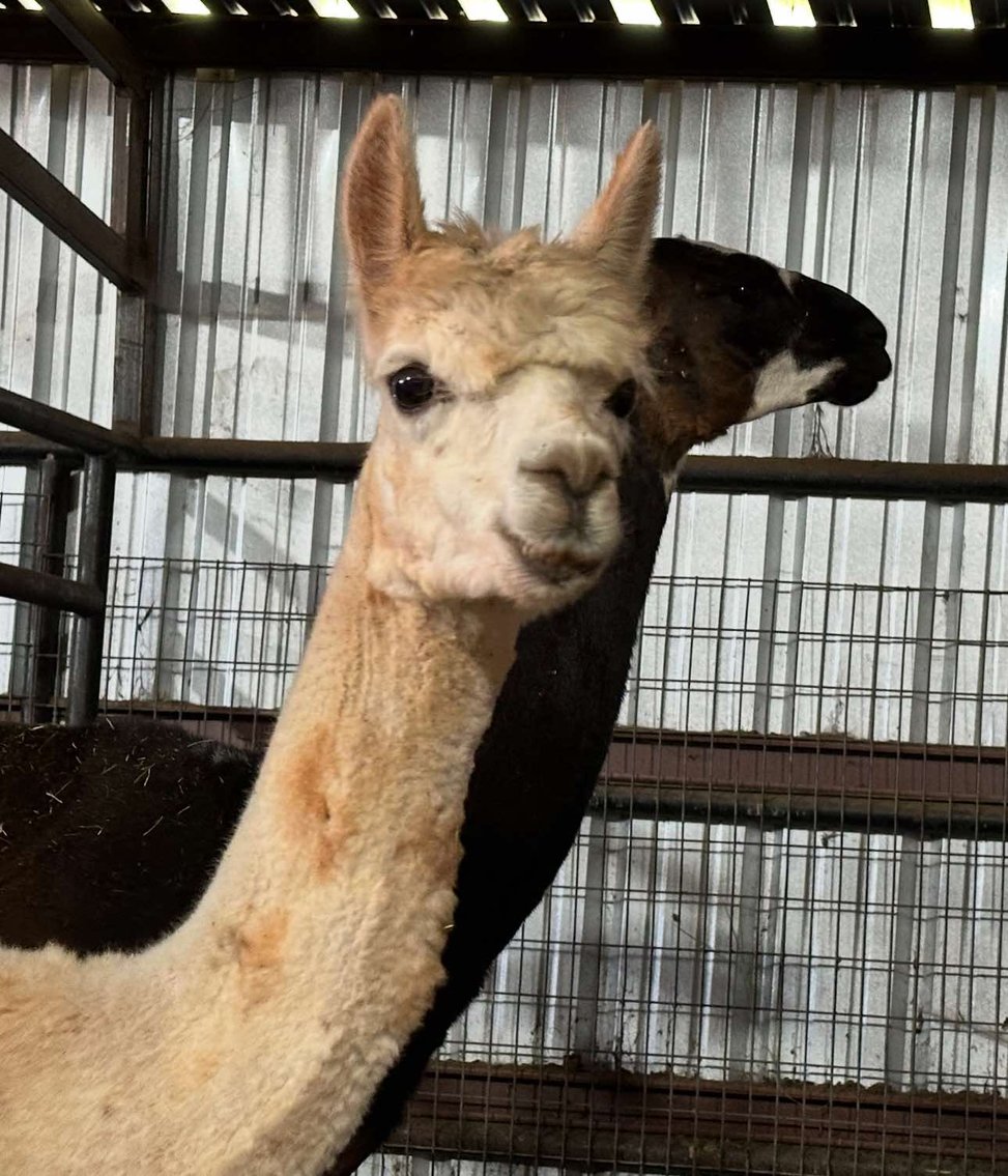 Image for Jones Livestock Auction MONTHLY HORSE & TACK SALE!   SATURDAY, JUNE 14TH!