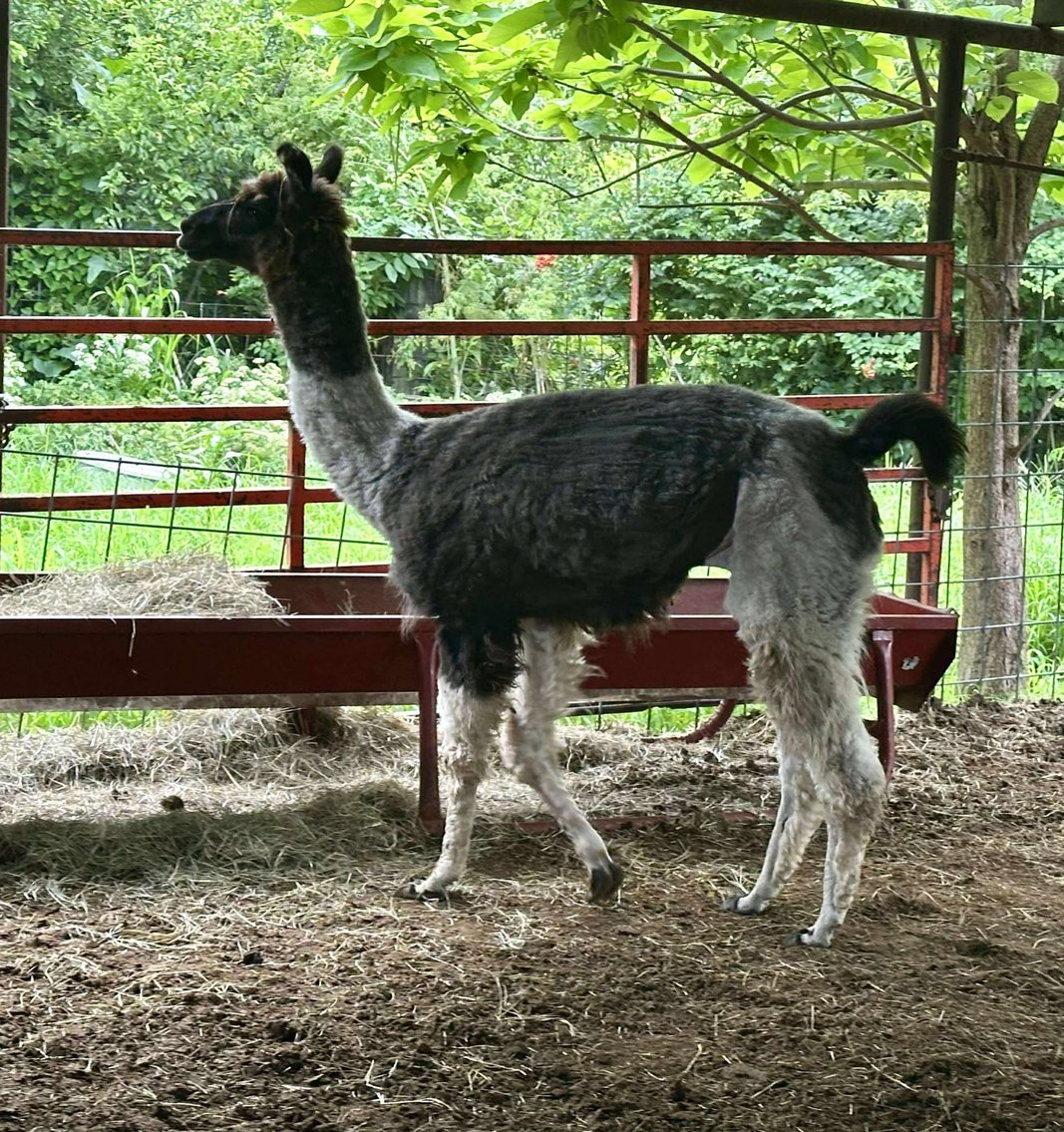 Image for Jones Livestock Auction MONTHLY HORSE & TACK SALE!   SATURDAY, JUNE 14TH!