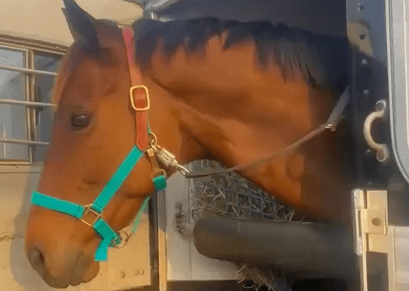 Image for Courtland Tack And Horse Auction Saturday June 21,2025