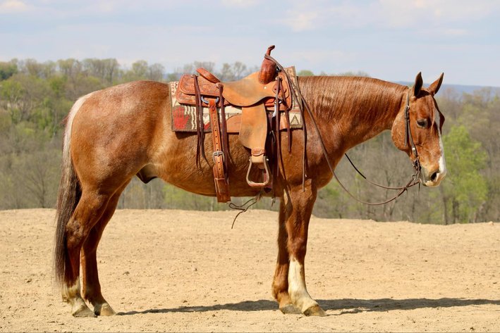 Image for Interstate Regional Stockyards Horse Sale - Cuba, Missouri WEDNESDAY JUNE 18TH