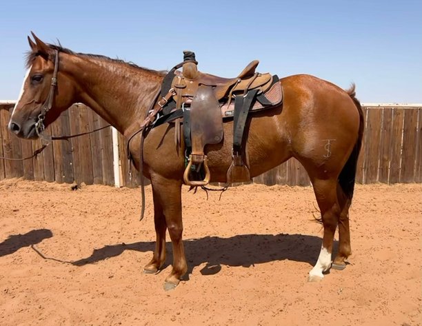 Image for Jones Livestock Auction MONTHLY HORSE & TACK SALE!   SATURDAY, JULY 12TH!