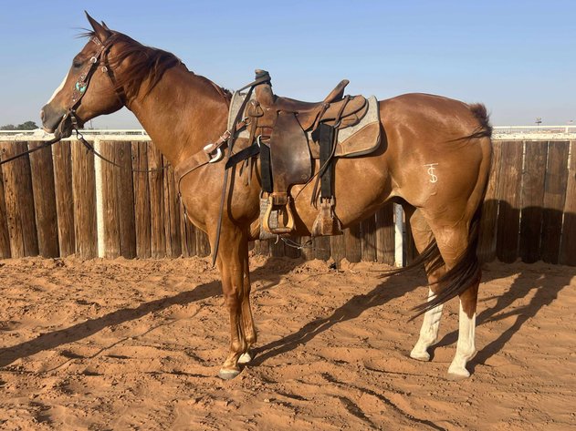 Image for Jones Livestock Auction MONTHLY HORSE & TACK SALE!   SATURDAY, JULY 12TH!