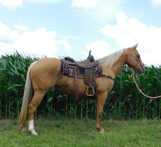 Image for Maryville Horse Sale - SATURDAY, JUNE 28TH - Maryville, Missouri