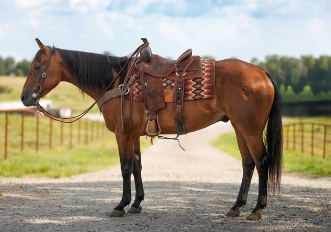 Image for Corsica Horse Sales Catalog Sale   SATURDAY, JULY 5TH - Corsica, South Dakota