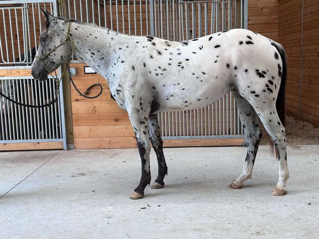 Image for Interstate Regional Stockyards Horse Sale - Cuba, Missouri WEDNESDAY JULY 16TH