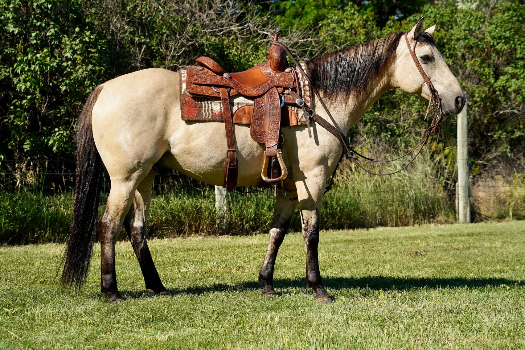 Image for Corsica Horse Sales Catalog Sale   SATURDAY, JULY 5TH - Corsica, South Dakota