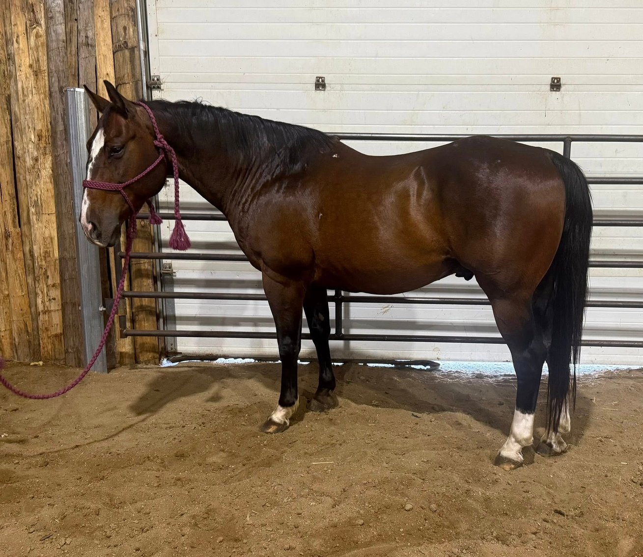 Image for Corsica Horse Sales Catalog Sale   SATURDAY, JULY 5TH - Corsica, South Dakota