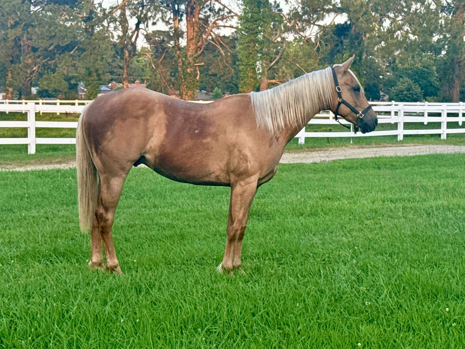 Image for Courtland Horse And Tack Auction  Saturday July 19,2025