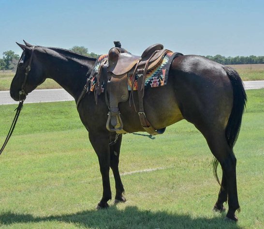 Image for Jones Livestock Auction MONTHLY HORSE & TACK SALE!   SATURDAY, JULY 12TH!