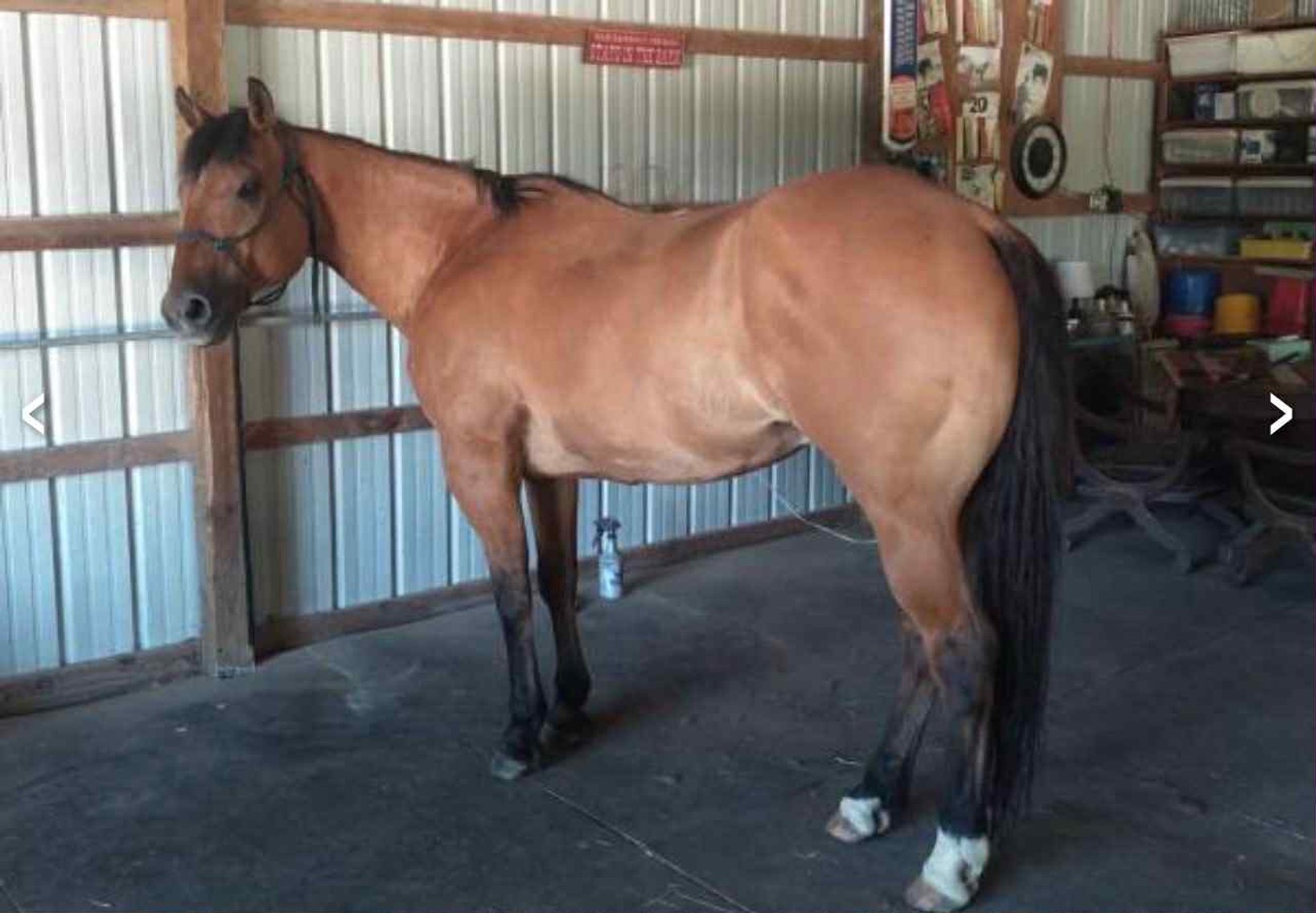 Image for Interstate Regional Stockyards Horse Sale - Cuba, Missouri WEDNESDAY JULY 16TH
