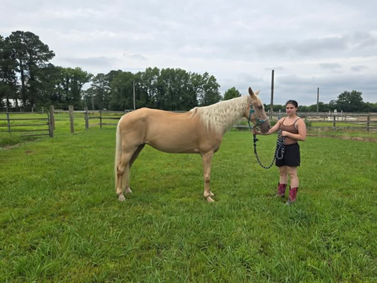 Image for Courtland Horse And Tack Auction  Saturday July 19,2025