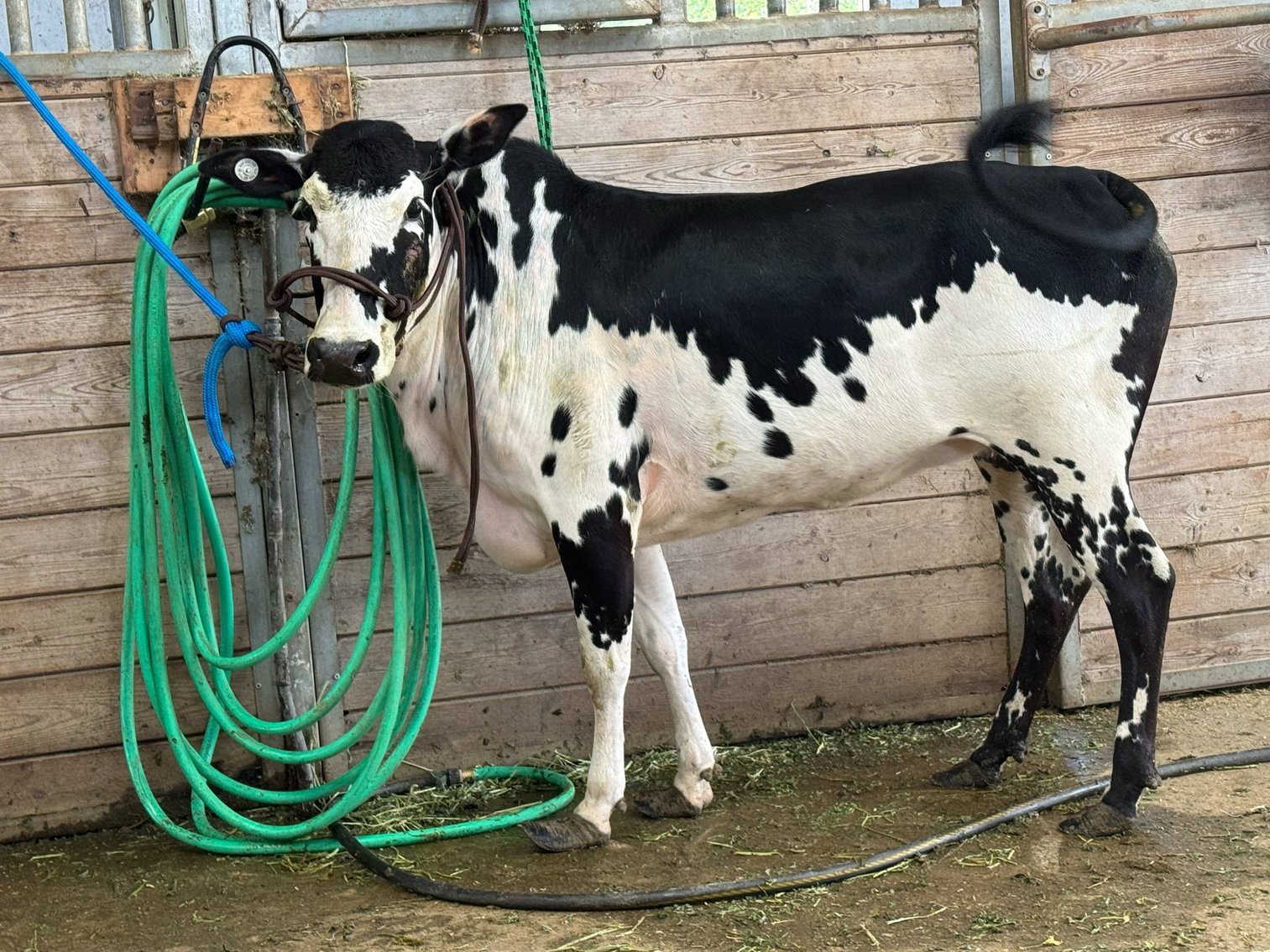 Image for Mize Horse Sale  - SATURDAY, JULY 19TH - Mize, Mississippi