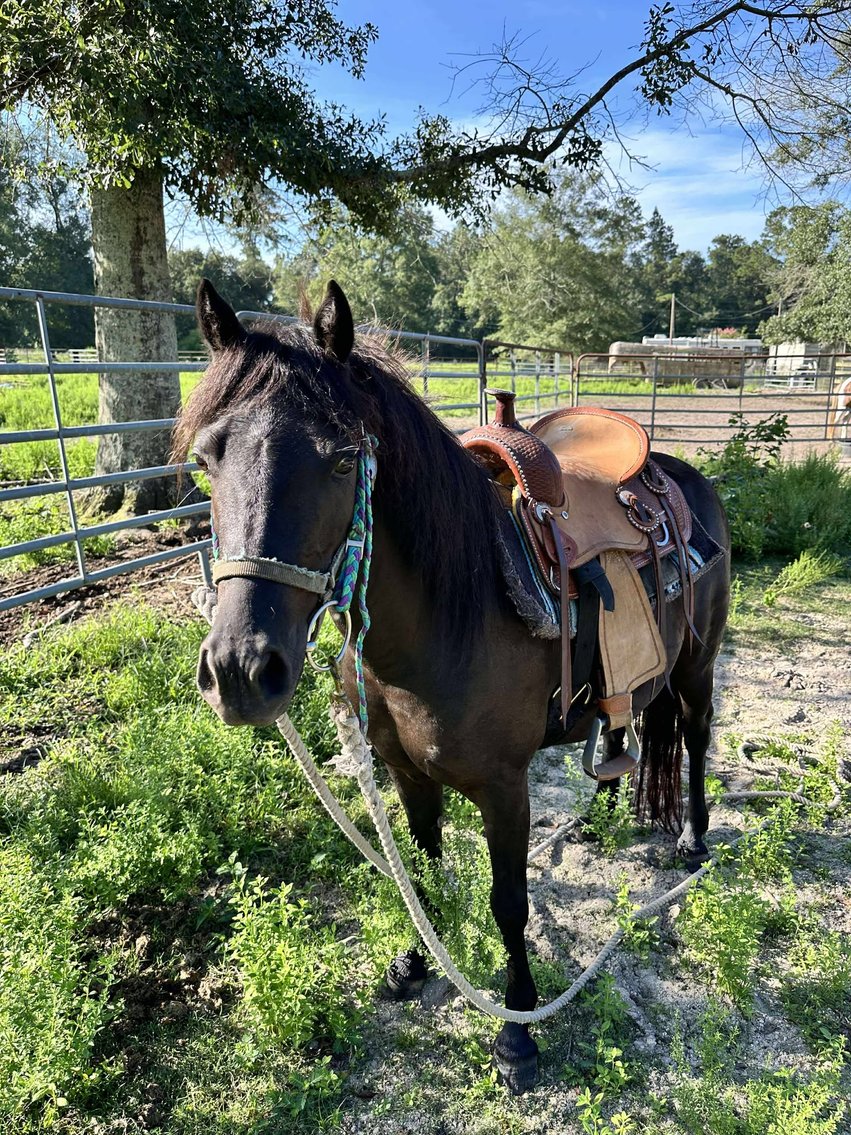 Image for Mize Horse Sale  - SATURDAY, JULY 19TH - Mize, Mississippi