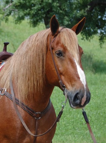 Image for Courtland Horse And Tack Auction  Saturday July 19,2025