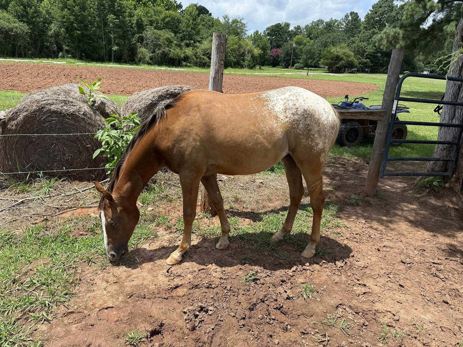 Image for Courtland Horse And Tack Auction  Saturday July 19,2025
