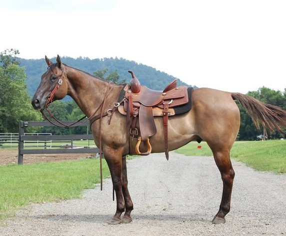Image for Courtland Horse And Tack Auction  Saturday July 19,2025