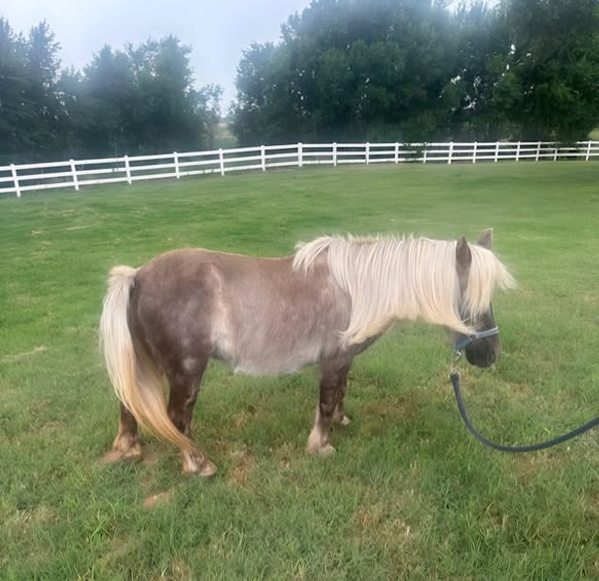 Image for Colfax Iowa Horse Sale - SUNDAY, JULY 20TH