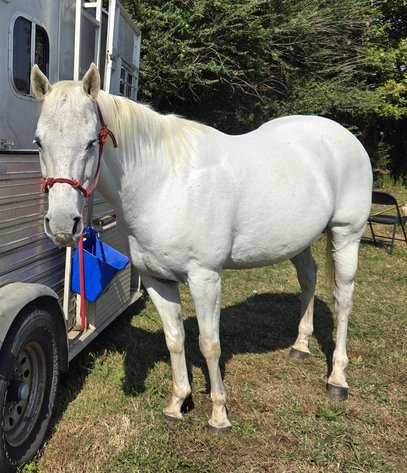 Image for Casino Classic All Breed Horse Sale - Oak Grove, Kentucky SATURDAY,  AUGUST 9TH