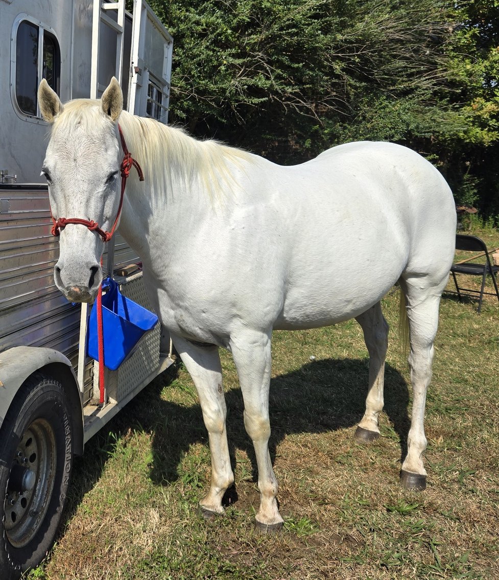Image for Casino Classic All Breed Horse Sale - Oak Grove, Kentucky SATURDAY,  AUGUST 9TH