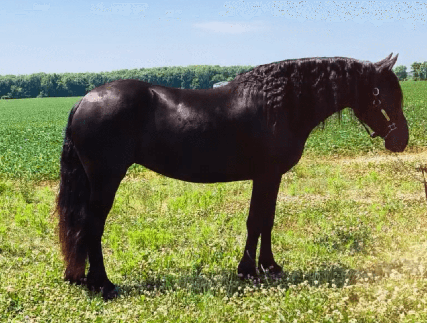 Image for NPEC Mount Up Fall Sale - New Paris, Indiana - SALE DAY SATURDAY, AUGUST 23RD