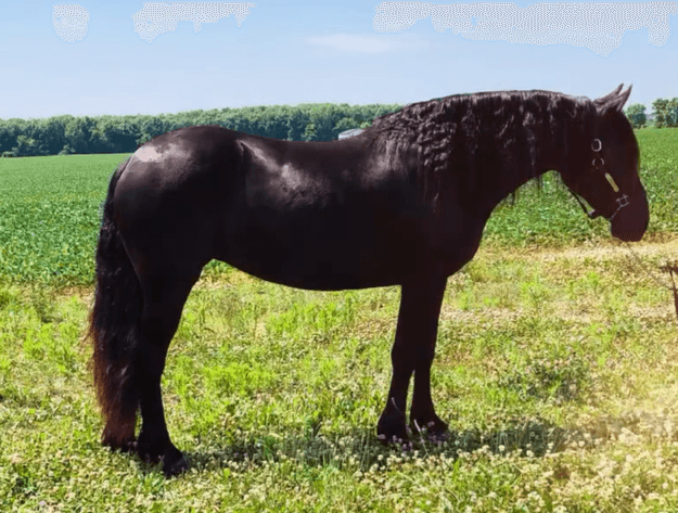 Image for NPEC Mount Up Fall Sale - New Paris, Indiana - SALE DAY SATURDAY, AUGUST 23RD