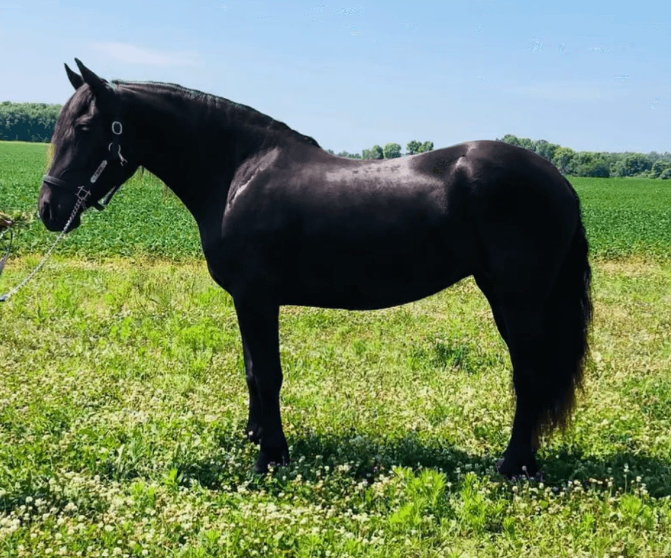 Image for NPEC Mount Up Fall Sale - New Paris, Indiana - SALE DAY SATURDAY, AUGUST 23RD