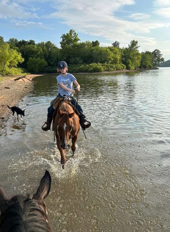 Image for Springfield Livestock Horse Sale FRIDAY JULY 25TH - Springfield, MO